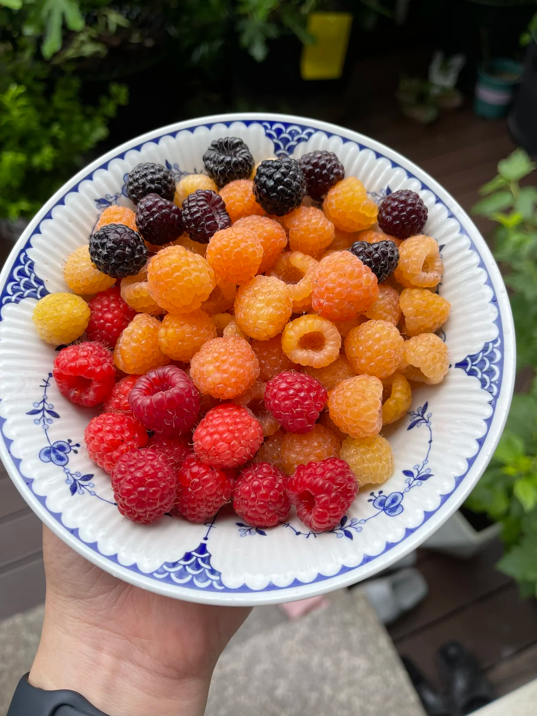 🍓🌱 Cultivez vos propres framboises — fraîches, sucrées et prêtes à être cueillies