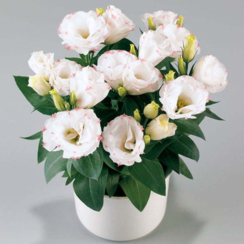 🔥Последен ден на продажба💝Eustoma Thornless Rose💐Семена от лизиантус