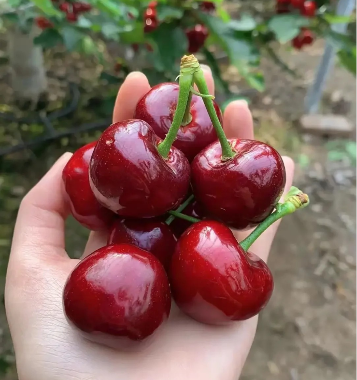 Ruby Kirschkerne