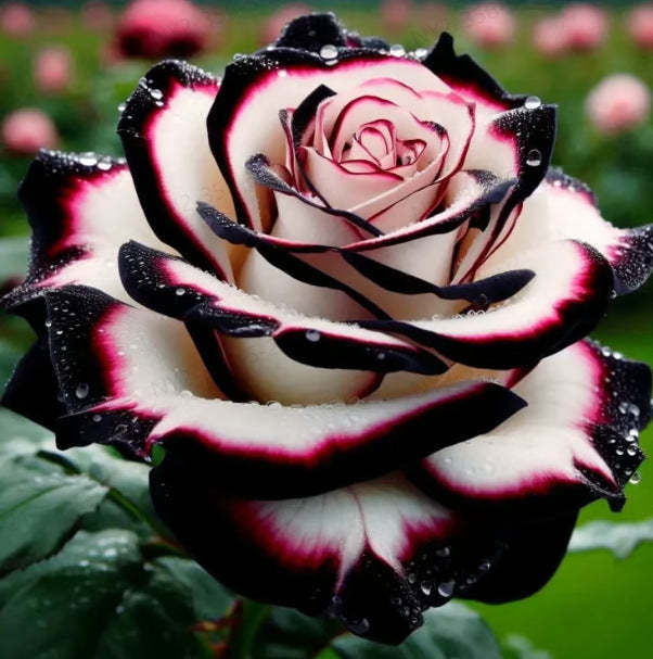 Rare Blue Moon Rose 🌌&Multi-Colored Petal Lace Rose🌈🌹
