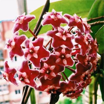 ✨Hoya – Sterne, die vom Himmel fallen✨