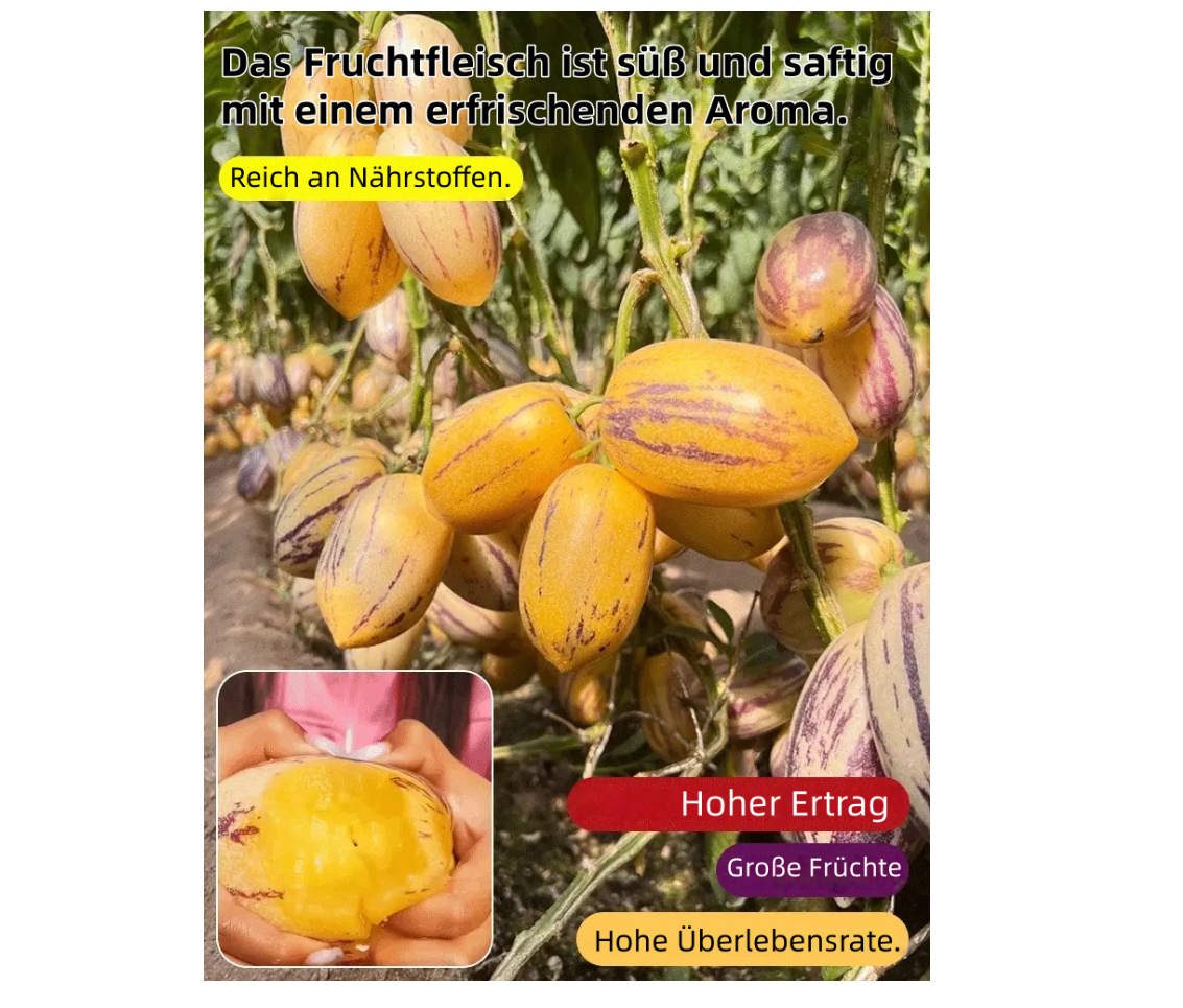 🌿Ginsengfrucht-Samen – leicht anzubauen🌱