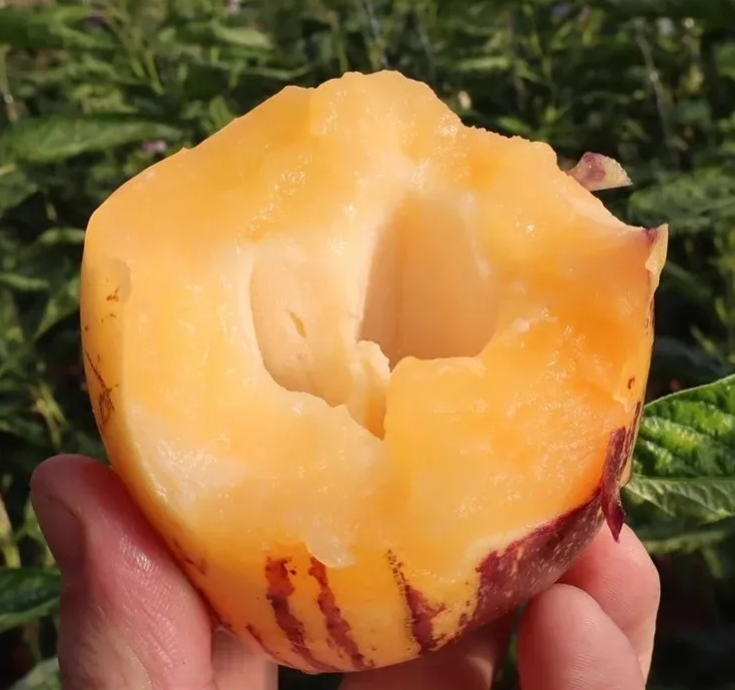 🌿Семена от плод Гинсенг – лесни за отглеждане🌱