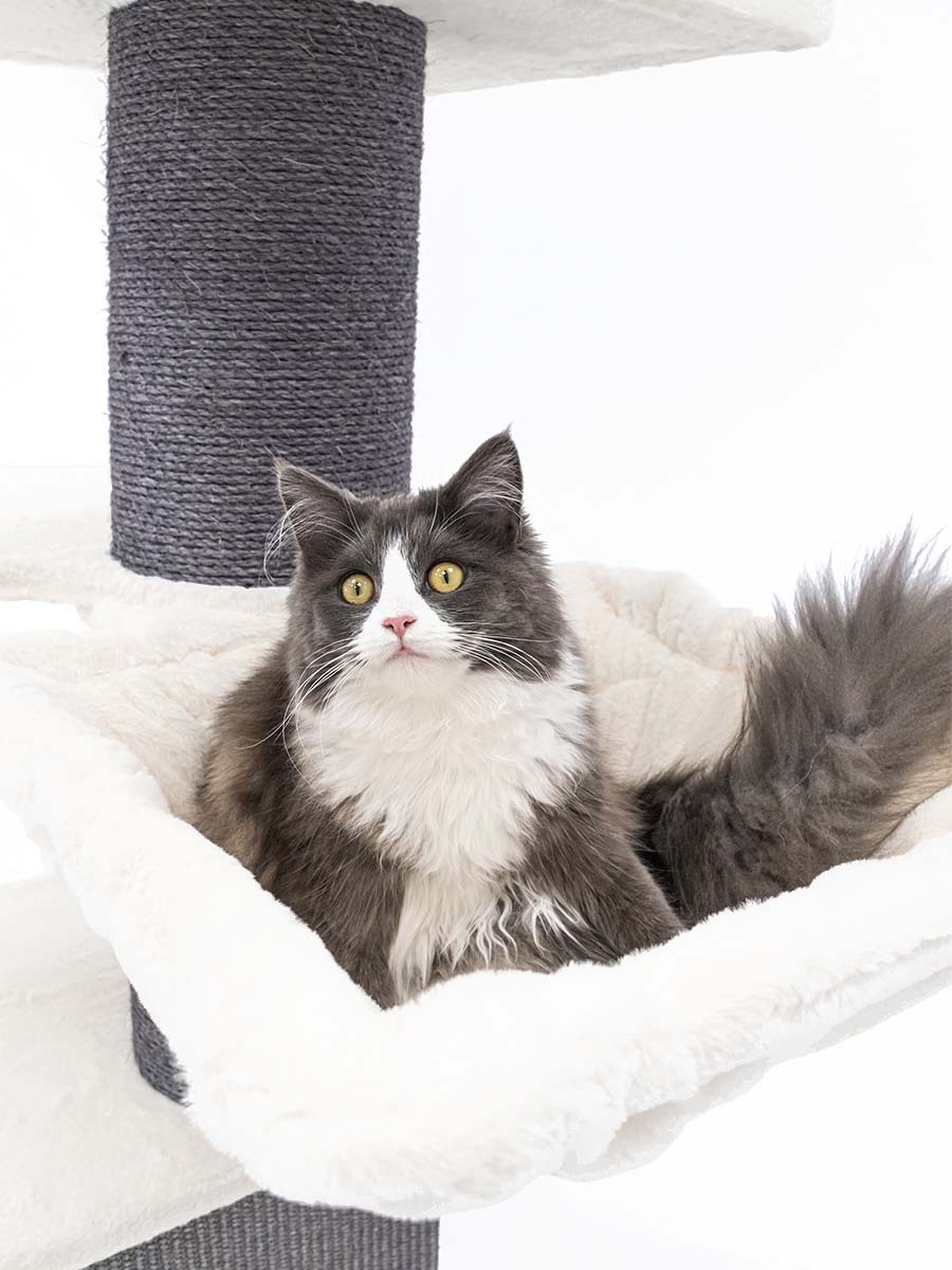 Cat Tree with Cat Condo and Hammock