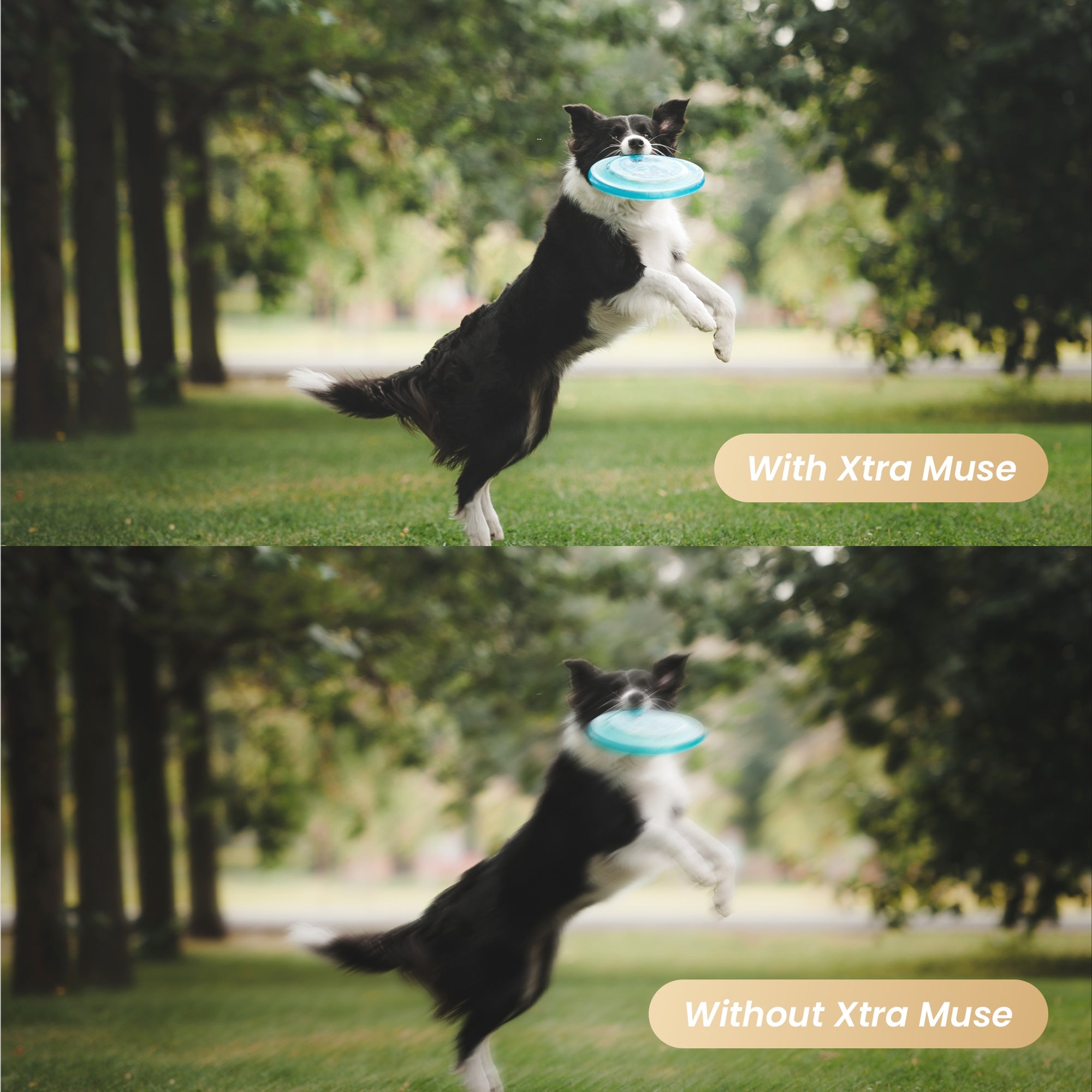 Comparison view of a dog catching a frisbee, demonstrating the superior 3-axis gimbal stabilization of the Xtra Muse. The top "With Xtra Muse" frame is perfectly steady and sharp, contrasting with the blurry, shaky "Without Xtra Muse" frame below.