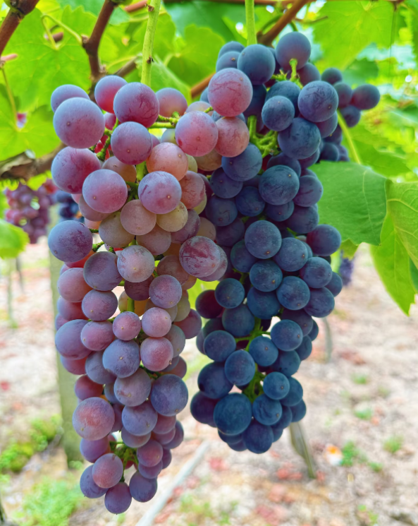 🍇 Extra šťavnaté hrozny bez semen – velké plody, lahodná chuť a snadné pěstování 🌿