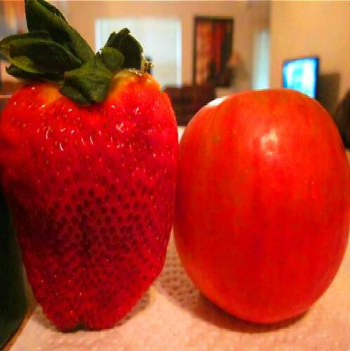 Vzácne obrovské jahodové semená 🍓 Rastú obrovské, ľahko sa pestujú