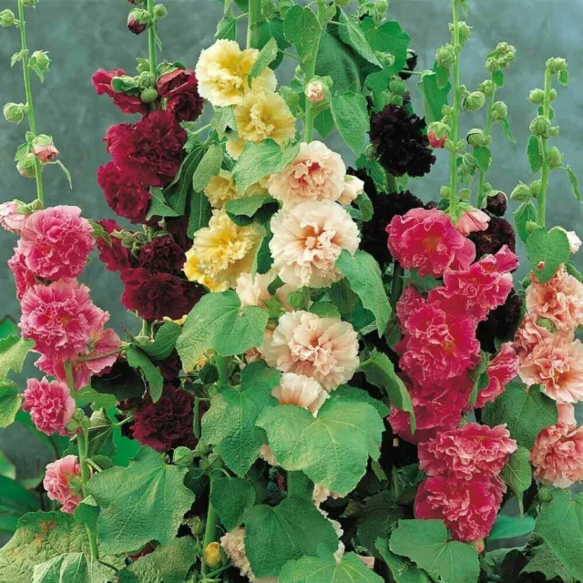 🌿Semena dvojitého topolovky