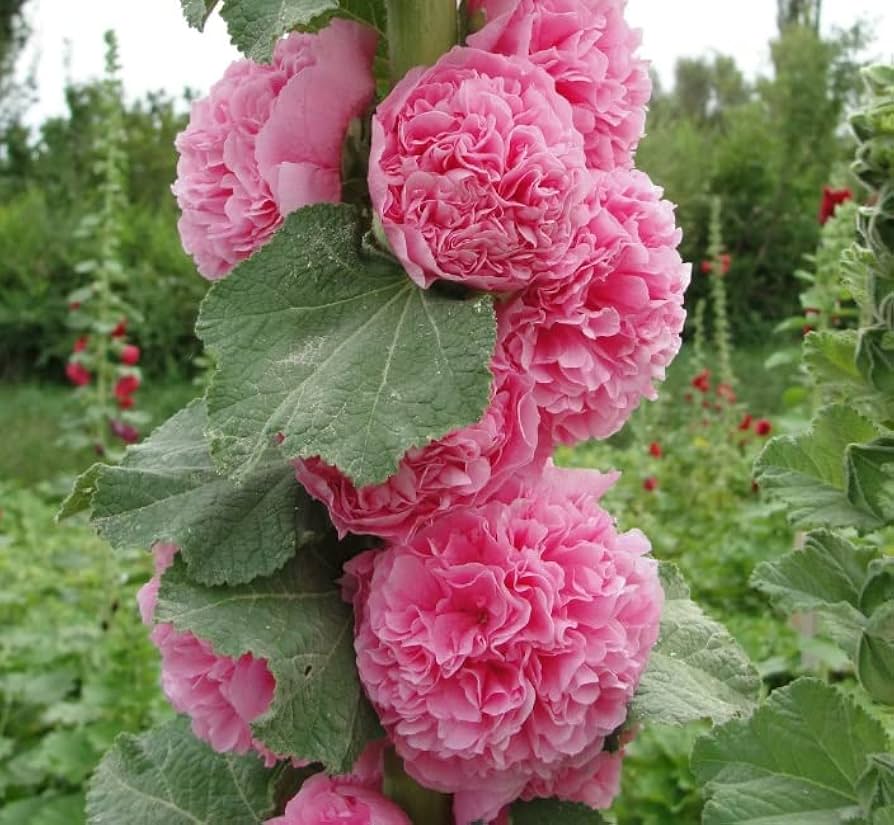 🌿Semena dvojitého topolovky