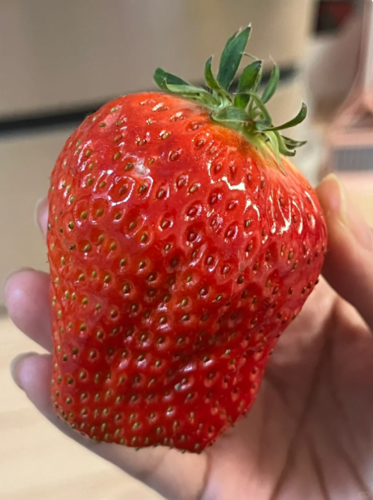 Vzácne obrovské jahodové semená 🍓 Rastú obrovské, ľahko sa pestujú