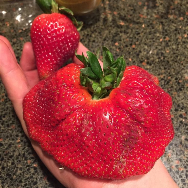 Vzácne obrovské jahodové semená 🍓 Rastú obrovské, ľahko sa pestujú