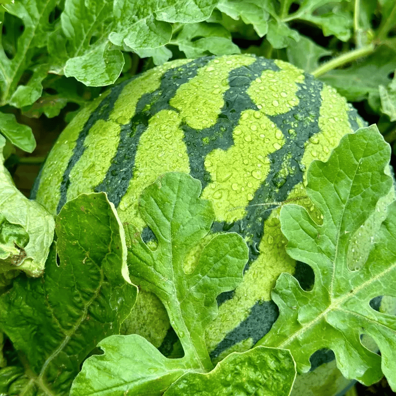 🍉Семена от диня Heirloom - могат да се засаждат всяка година🌱