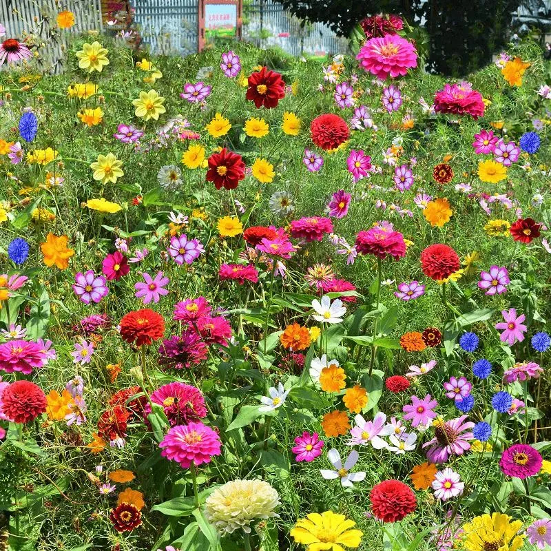 🌺Смесени многогодишни цветя за всички сезони