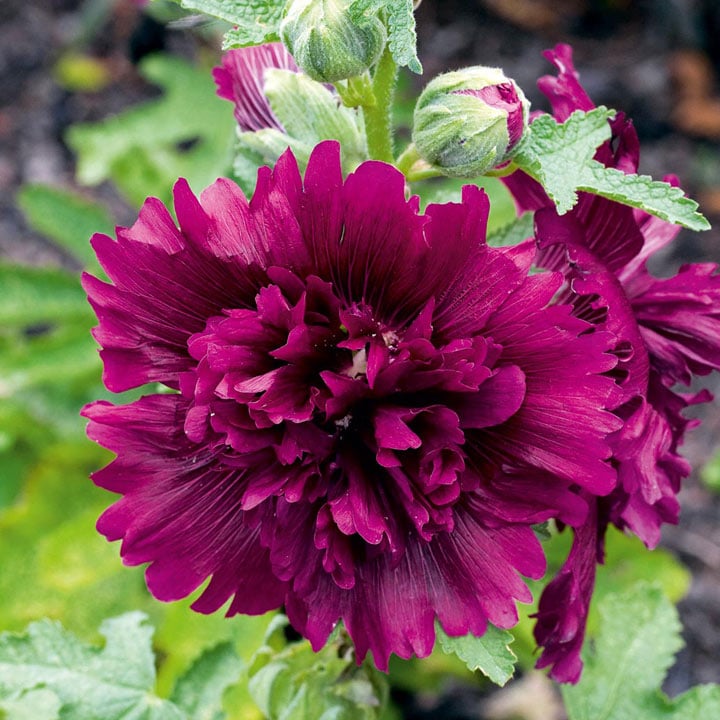🌿Semena dvojitého topolovky