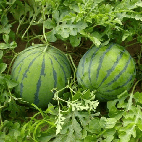 🍉Семена от диня Heirloom - могат да се засаждат всяка година🌱