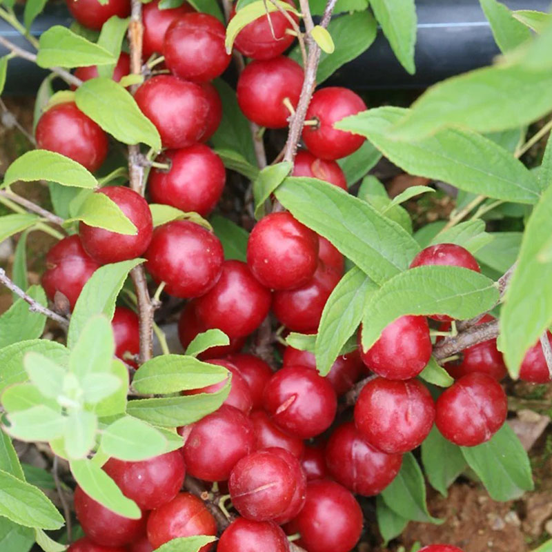 🍒СЕМЕНА НА ЧЕРЕША ДЖУДЖЕ 🌿 PRUNUS HUMILIS