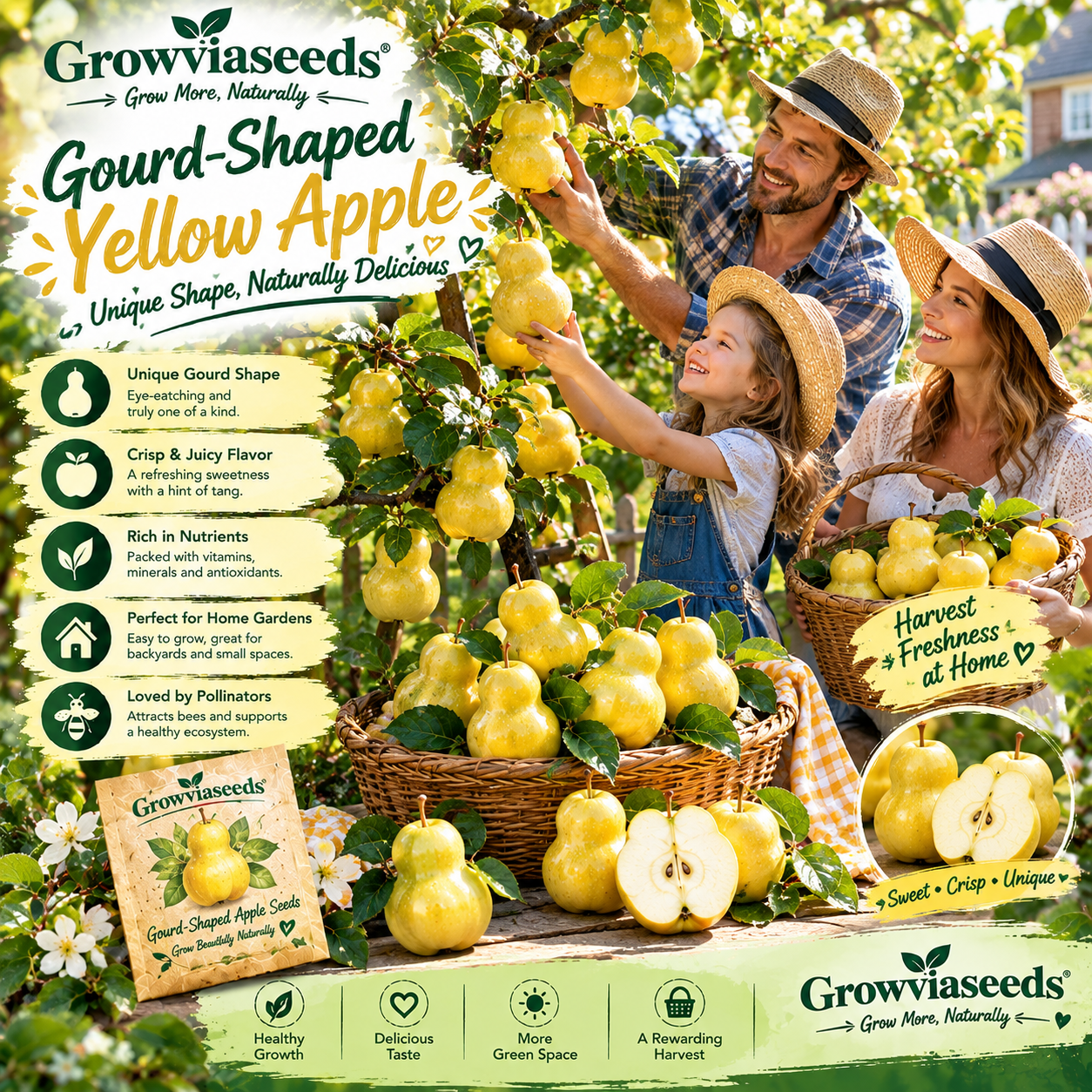 🏡🍎Semena jablek ve tvaru tykve 💥 Vypěstujte si neobvyklé jablko s jedinečným tvarem