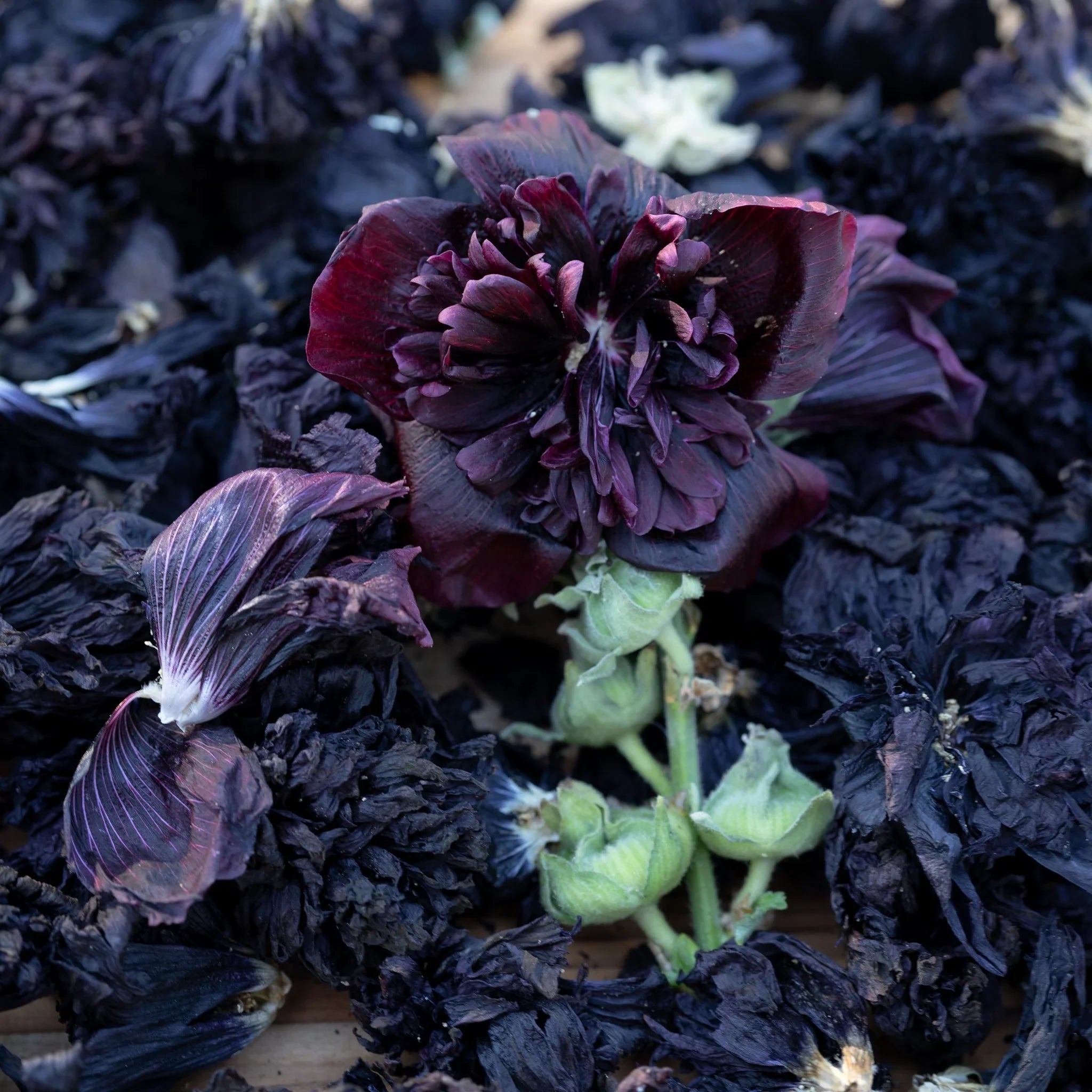 🌿Semena dvojitého topolovky