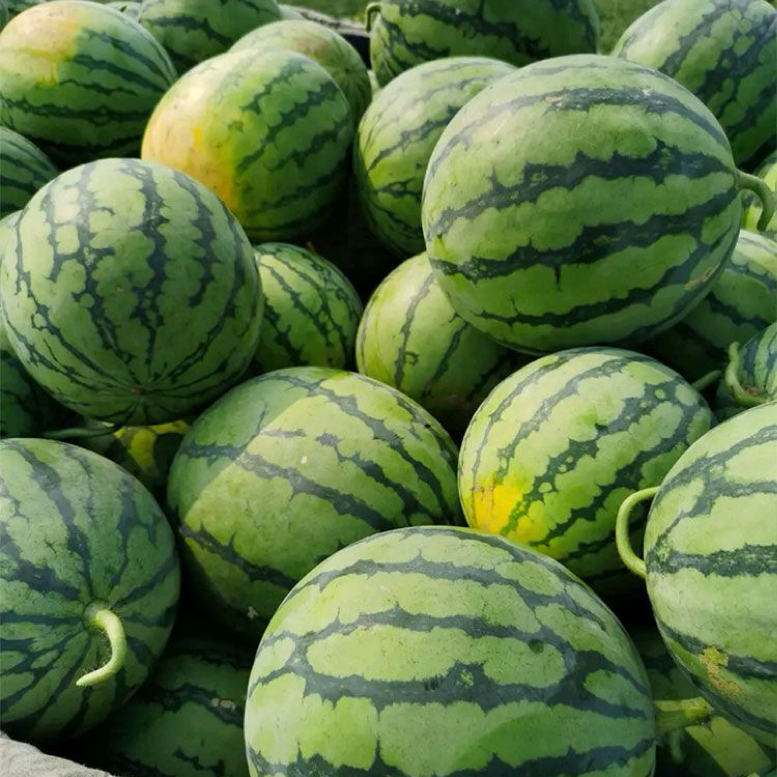 🍉Семена от диня Heirloom - могат да се засаждат всяка година🌱