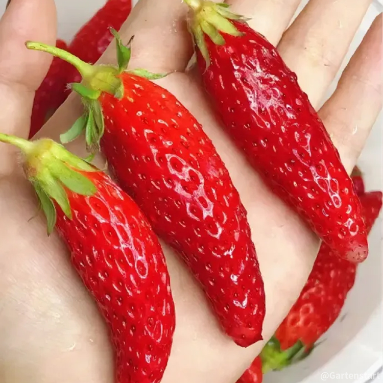 🍓Cream Giant Strawberry Seeds -- Various shapes & Natural juices🥤