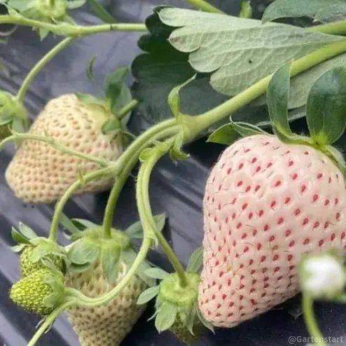 🍓Cream Giant Strawberry Seeds -- Various shapes & Natural juices🥤