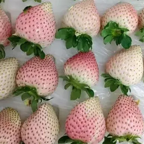 🍓Cream Giant Strawberry Seeds -- Various shapes & Natural juices🥤