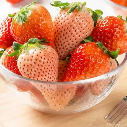 🍓Cream Giant Strawberry Seeds -- Various shapes & Natural juices🥤