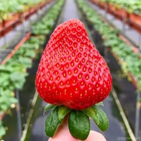 🍓Cream Giant Strawberry Seeds -- Various shapes & Natural juices🥤