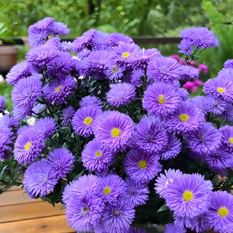 🌺Candy Chrysanthemum Seeds✨