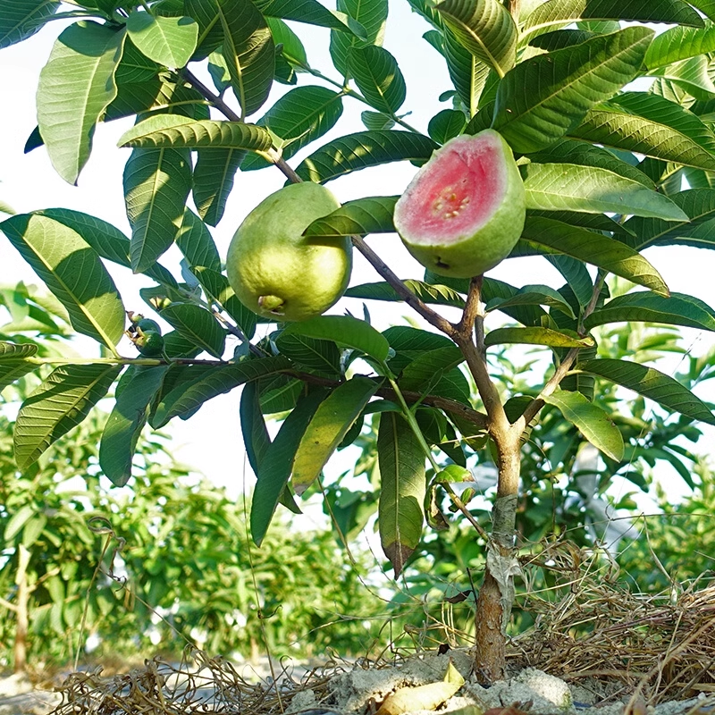 Pink Guava Seeds for Planting- Suitable for Pots,Greenhouses, and Outdoor Gardens