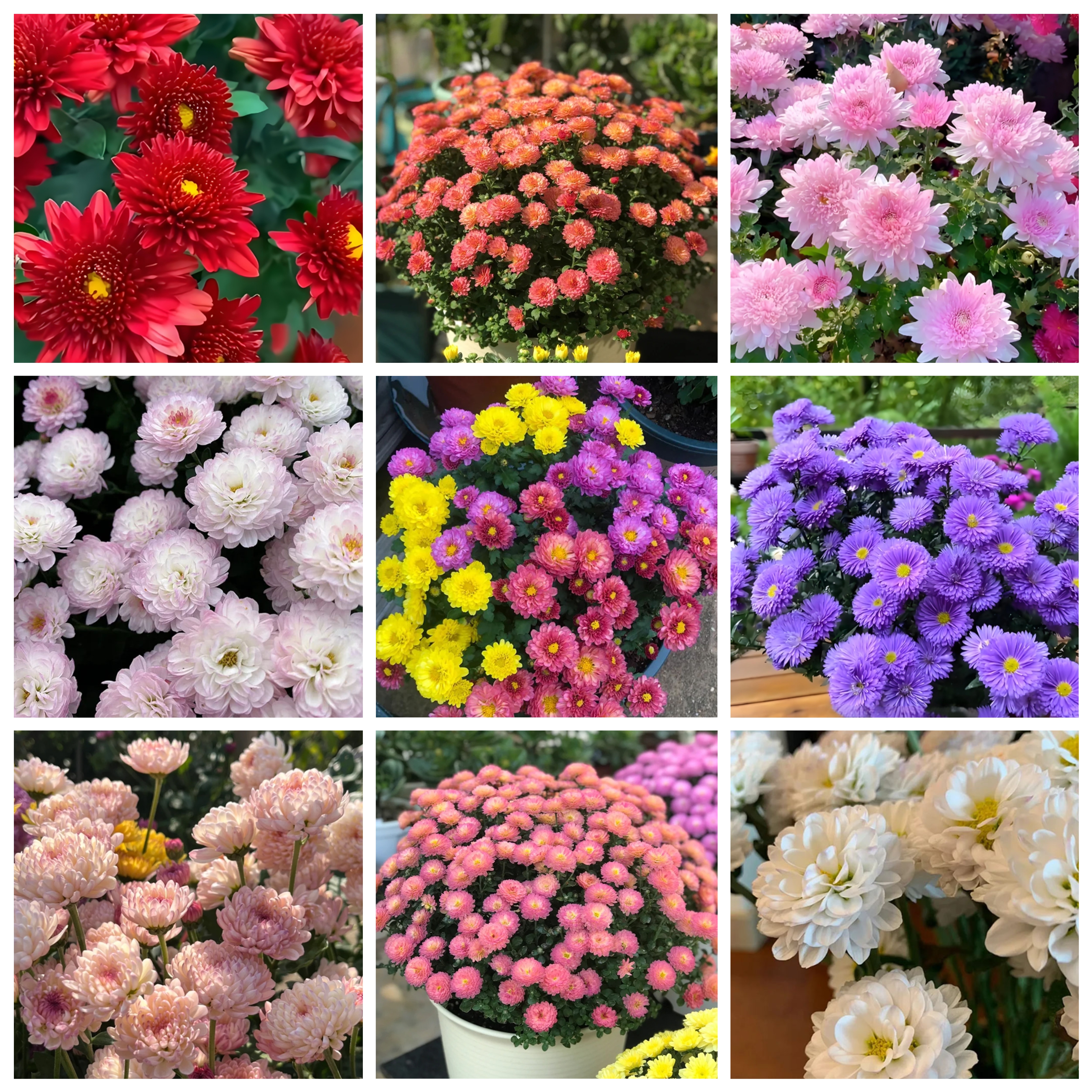 🌺Candy Chrysanthemum Seeds✨