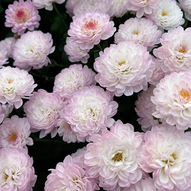 🌺Candy Chrysanthemum Seeds✨