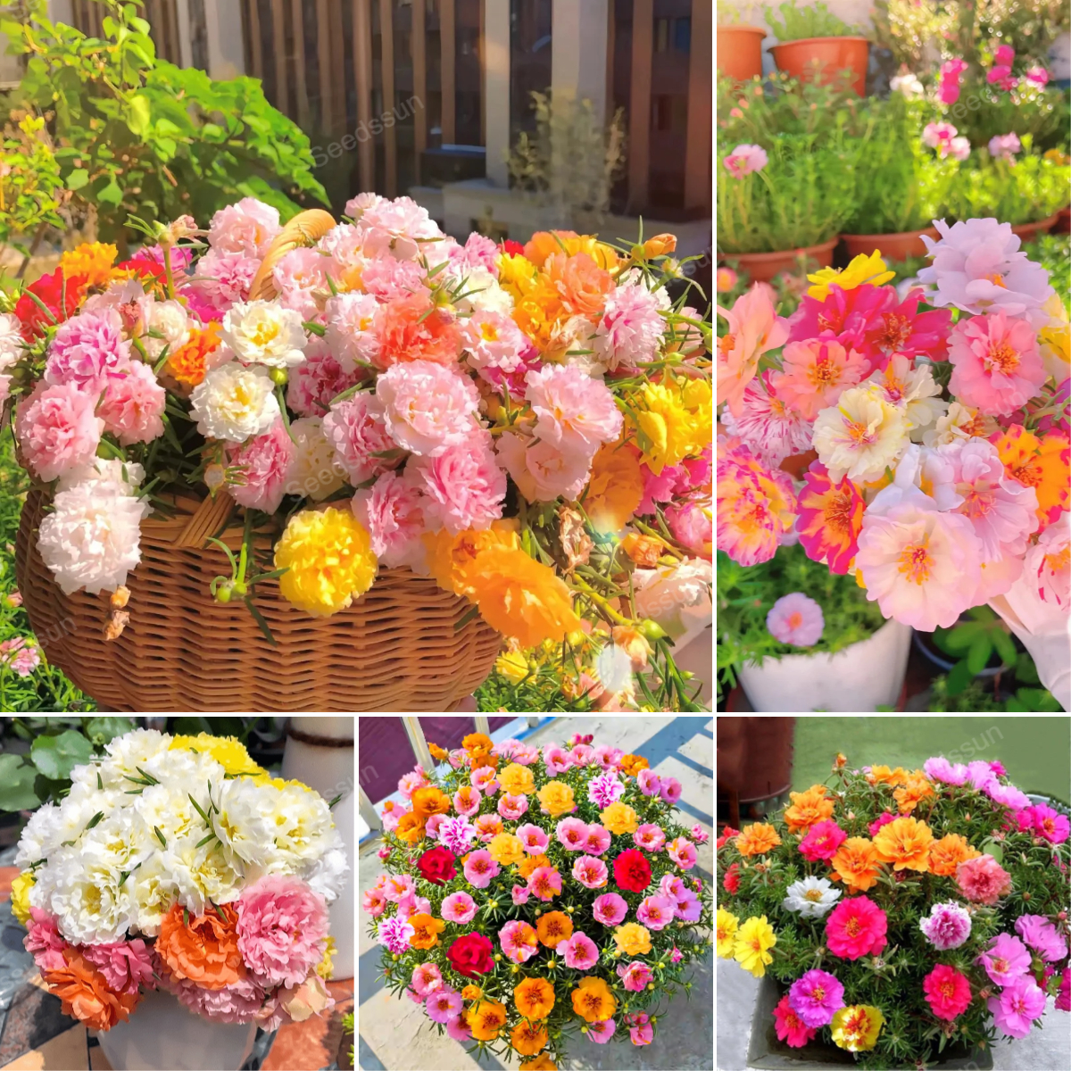 🌺Mix Moss-Rose Portulaca Seeds