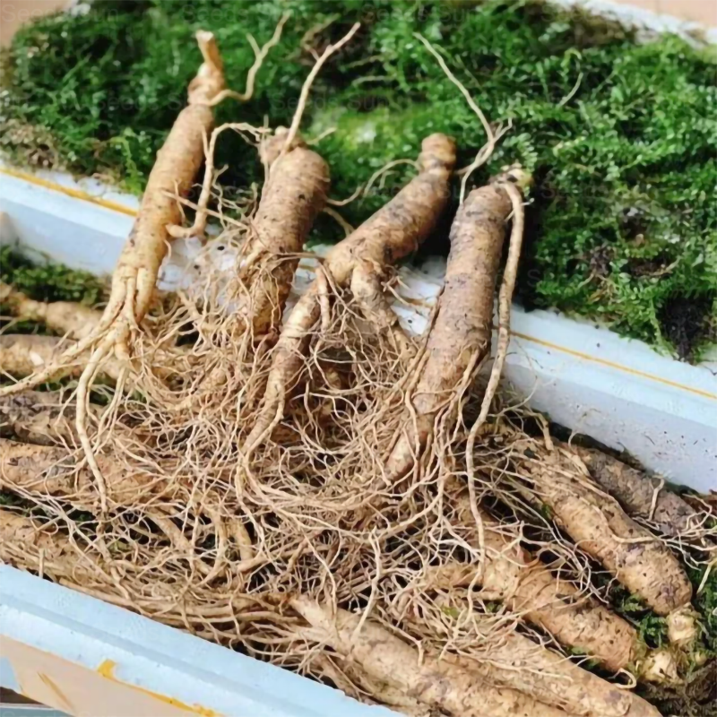 🌱 Ginseng Seeds--Now Available For Planting In Autumn 2024! -- [Limited Supply Available]