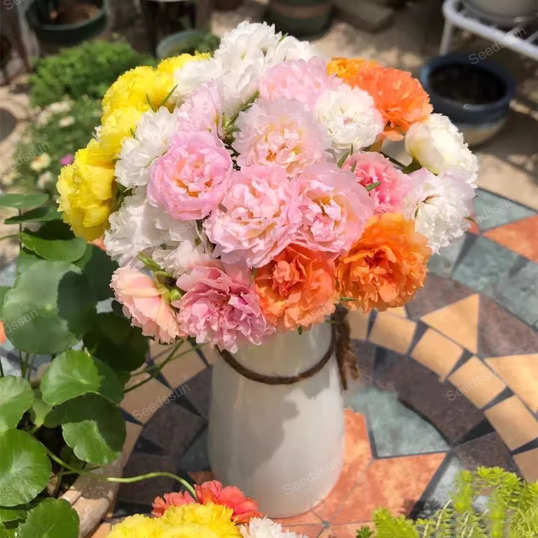 🌺Mix Moss-Rose Portulaca Seeds