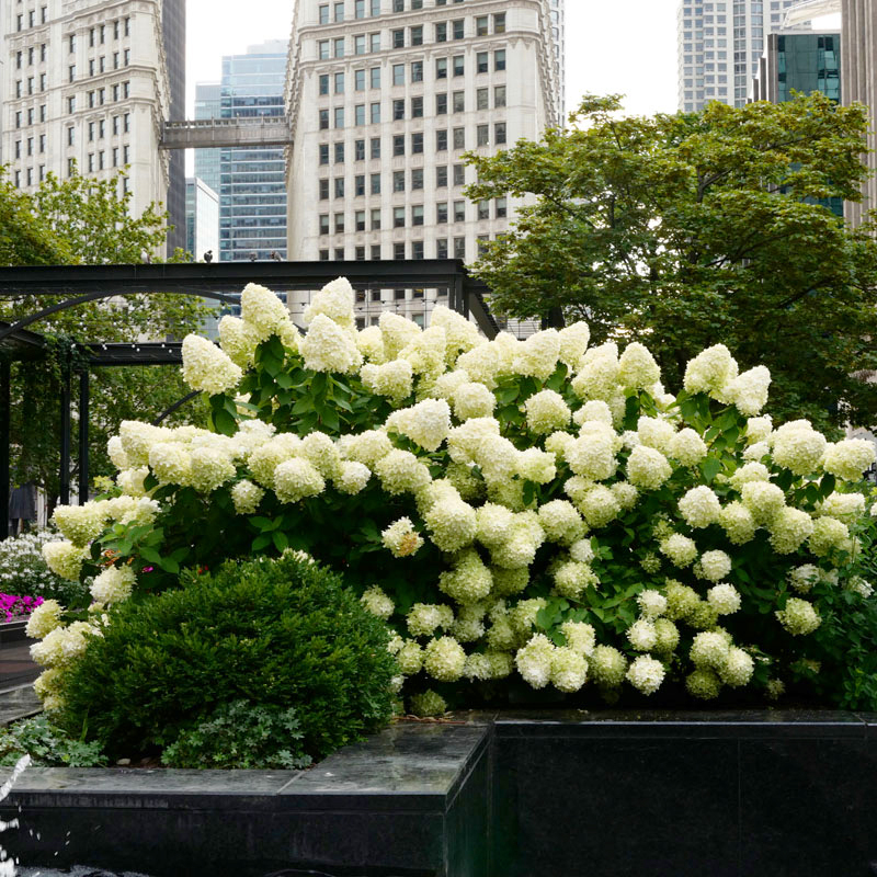 🌸 Cone Hydrangea Seeds - Easy to Grow🌱