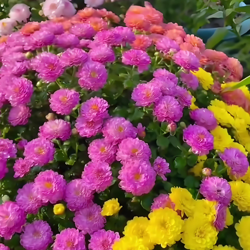 🌺Candy Chrysanthemum Seeds✨