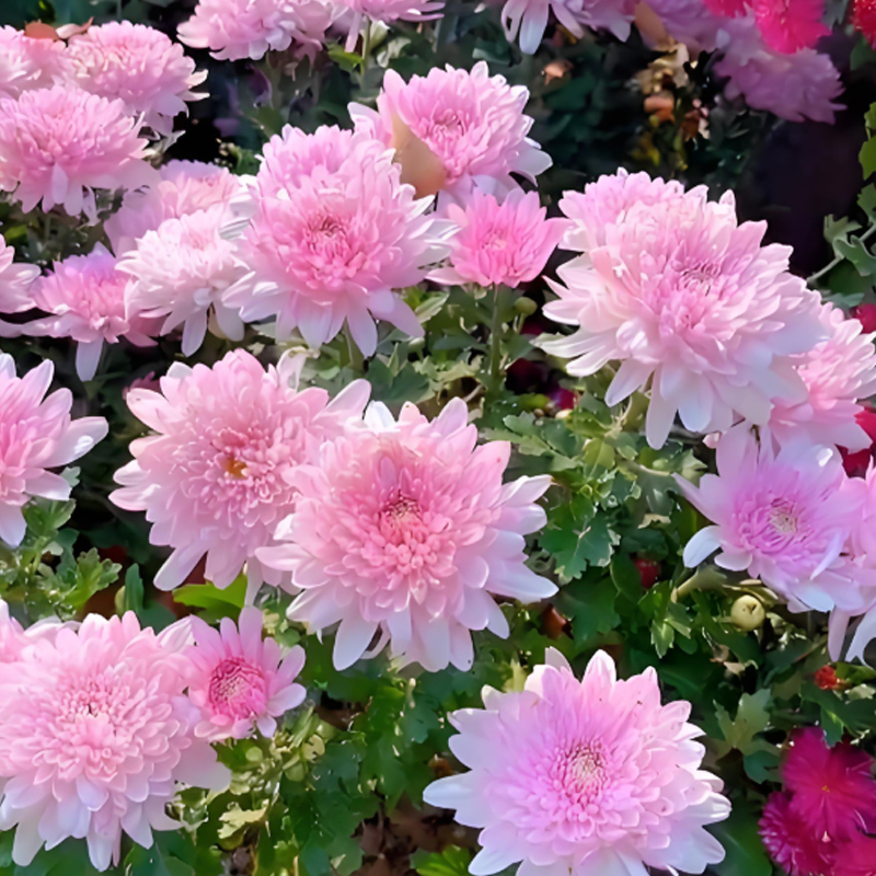 🌺Candy Chrysanthemum Seeds✨