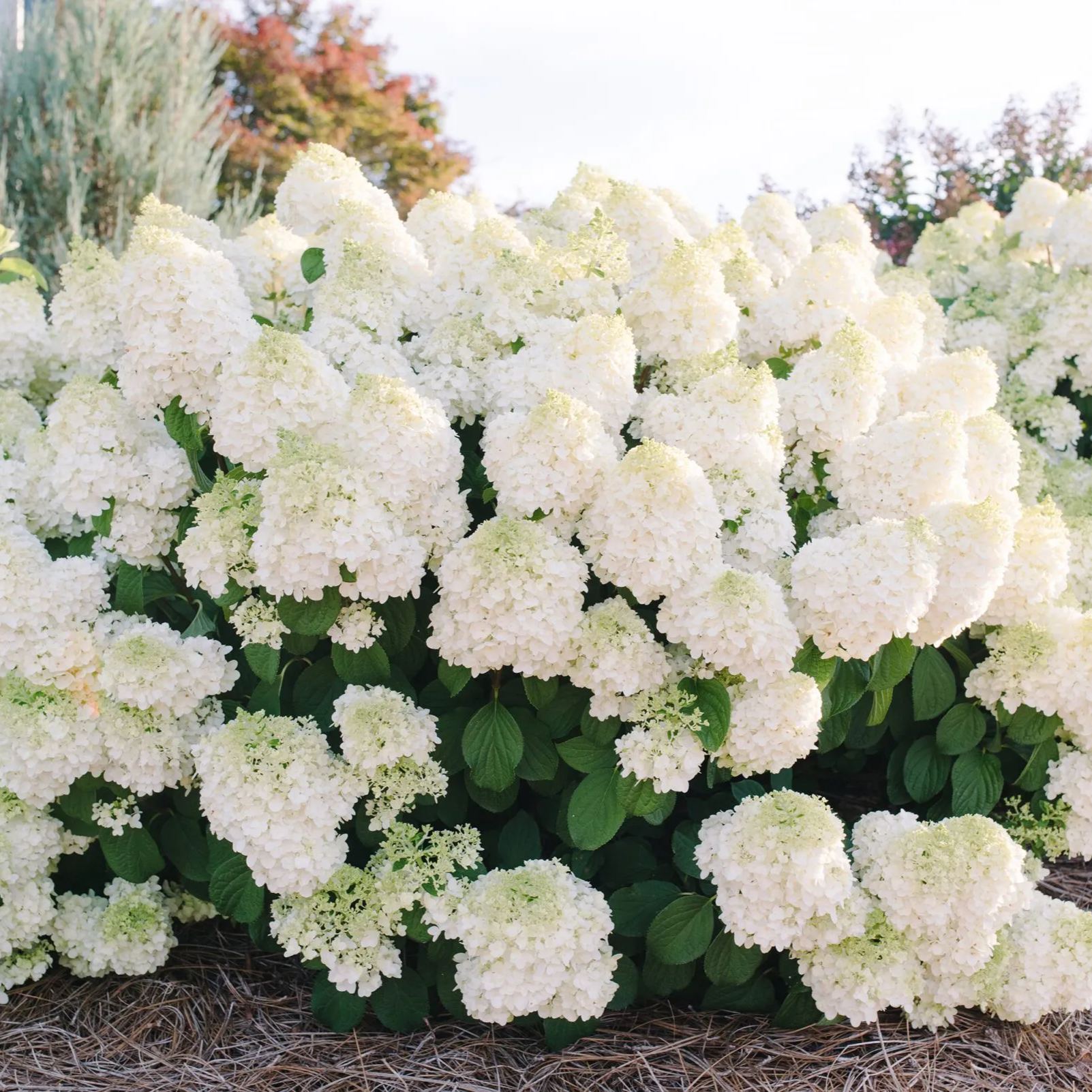 [Copy]🌸Unlock Nature's Beauty - Hydrangea Seed🌱
