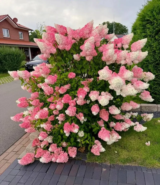 🌸 Cone Hydrangea Seeds - Easy to Grow🌱