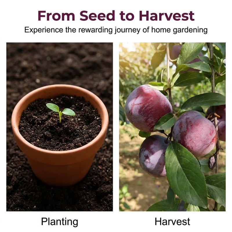 🍑 Heirloom Non-GMO Grafted Plum Tree Live Seeds