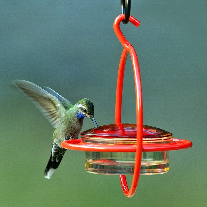 Hummble Bold Hummingbird Feeder