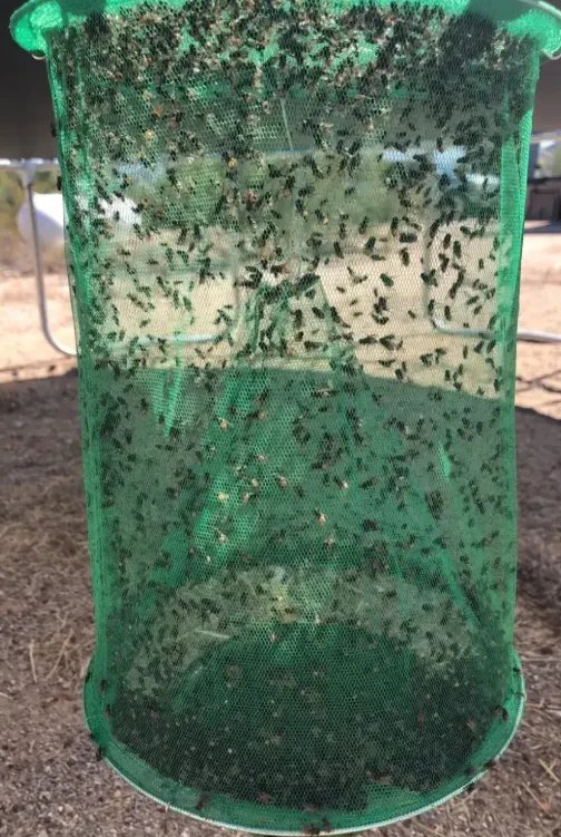 FAST FLY CATCHER™ - 100% NON TOXIC - REUSABLE