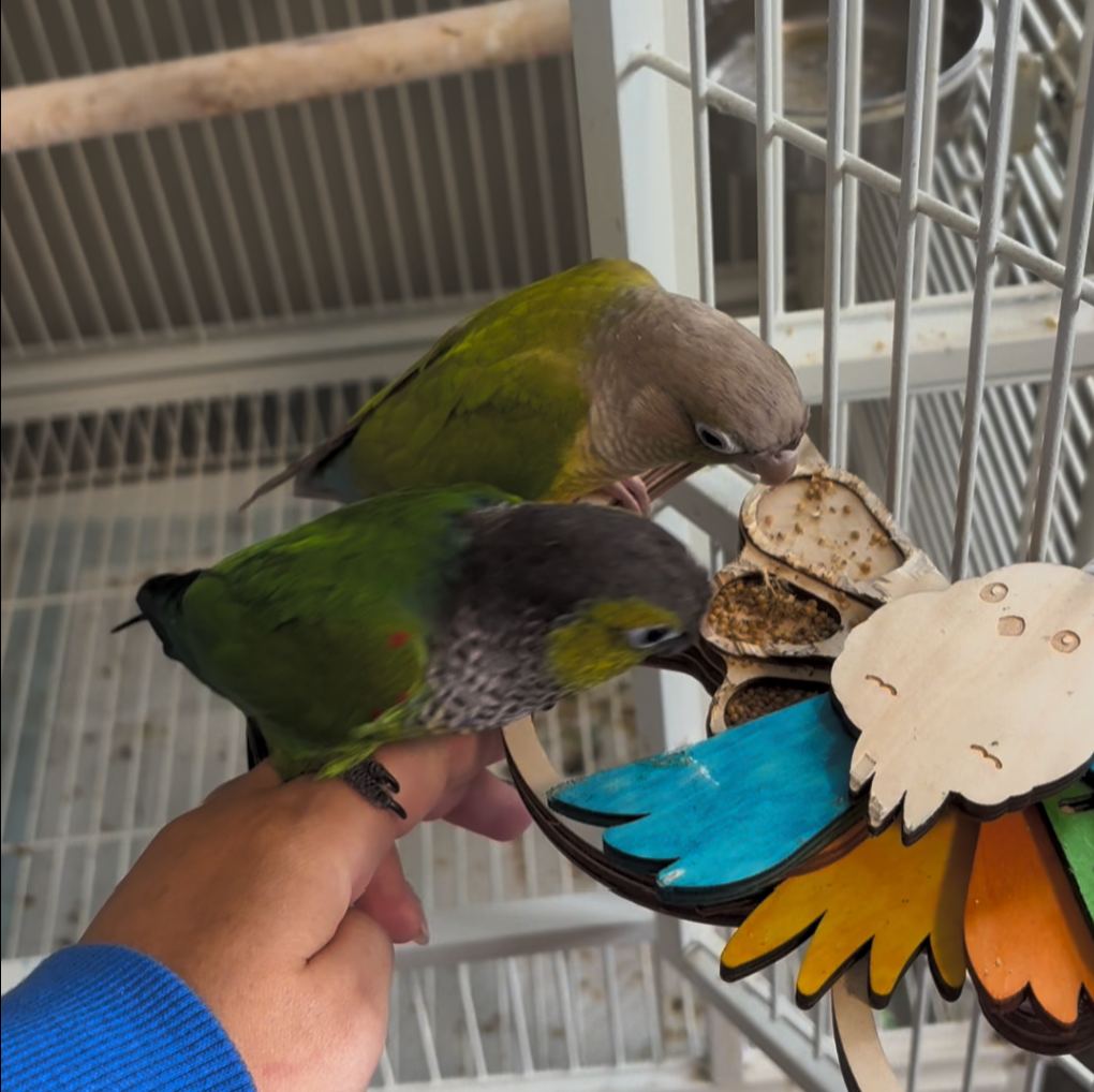 Foraging Toys For Birds