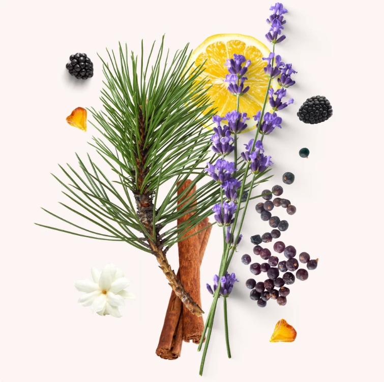 Rebel feromon kölni