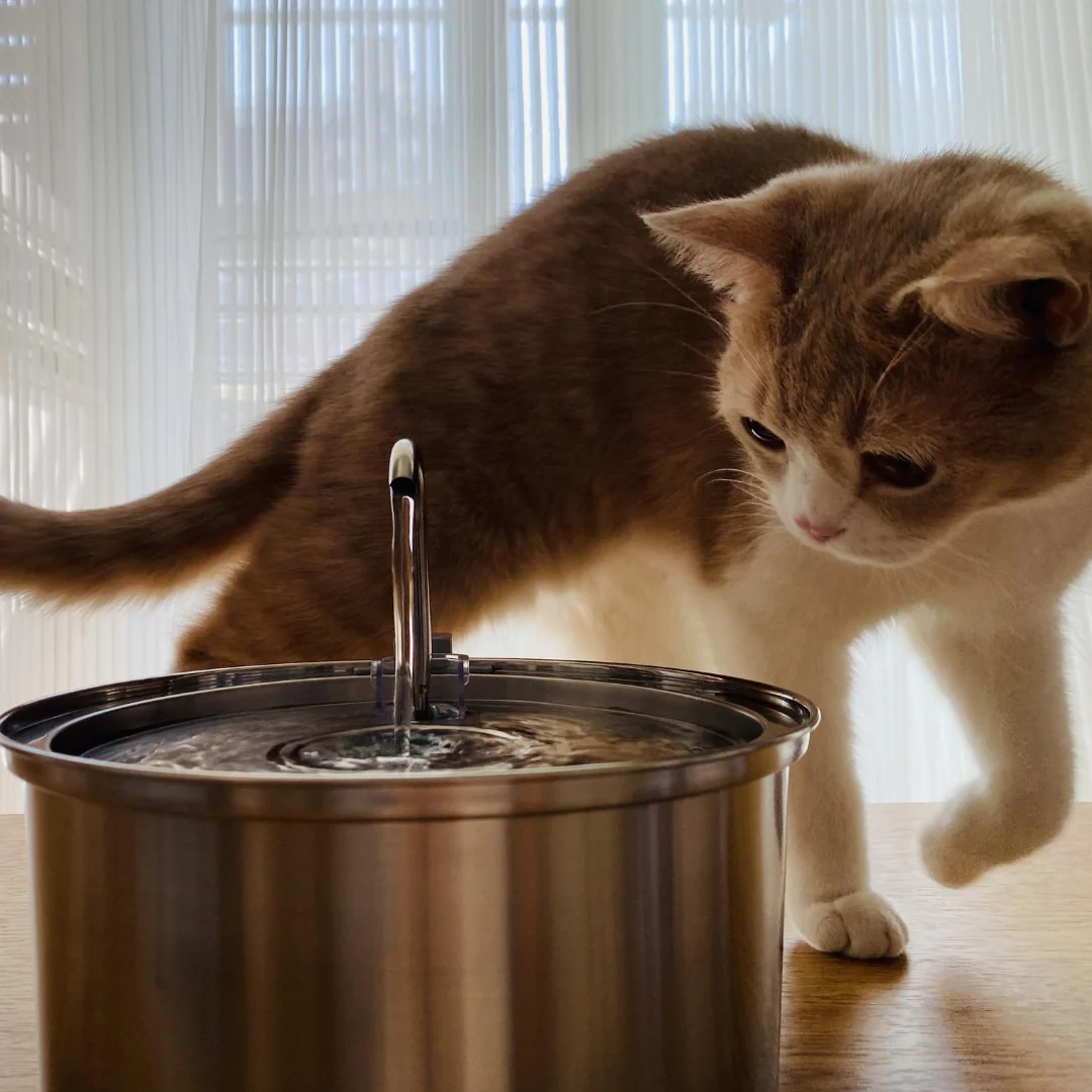 😻😻KittySpout™ Vezeték nélküli Itató - Egészséges és Boldog Macska Készlet