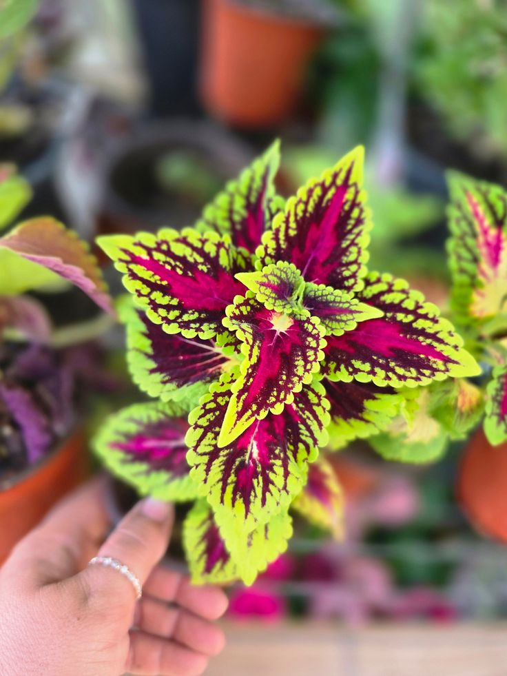 🌿Frost-Resistant Rare Color Coleus – Brighten Your Space with Unique Foliage 🌿