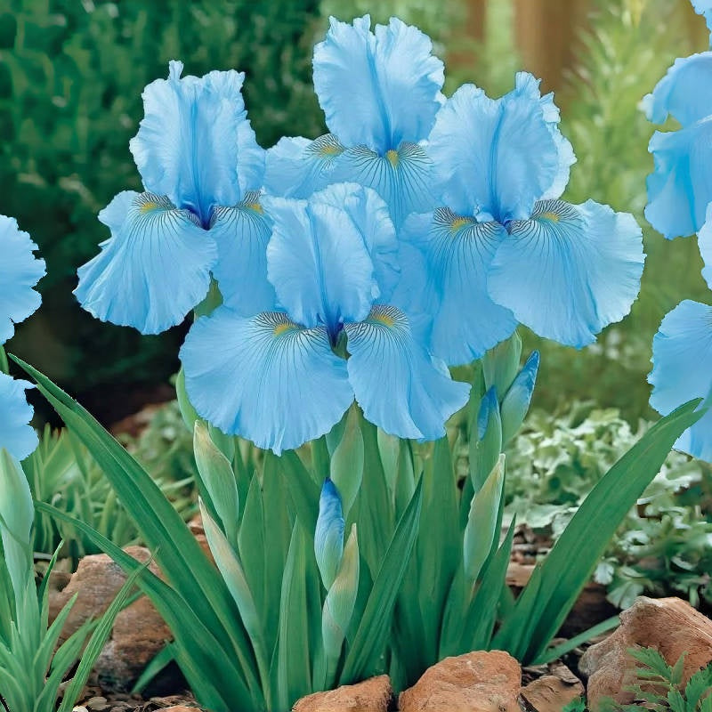 ⚜️Rare Tall Bearded Iris (Premium Rhizome Variety)