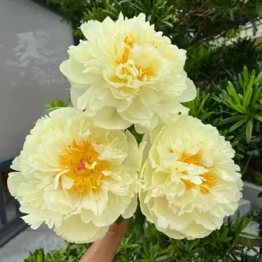 🌺 KRÁLOVNA KVĚTIN — Vznešená PIVOŇKA