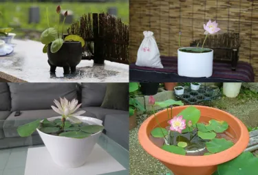 Mini lotos pěstovaný v misce